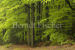 Spessart - Zum Vergroessern klicken!